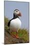 Atlantic Puffin (Fratercula Arctica), Iceland, Polar Regions-James-Mounted Photographic Print