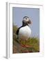 Atlantic Puffin (Fratercula Arctica), Iceland, Polar Regions-James-Framed Photographic Print