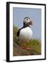 Atlantic Puffin (Fratercula Arctica), Iceland, Polar Regions-James-Framed Photographic Print