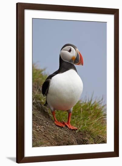 Atlantic Puffin (Fratercula Arctica), Iceland, Polar Regions-James-Framed Photographic Print