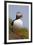 Atlantic Puffin (Fratercula Arctica), Iceland, Polar Regions-James-Framed Photographic Print