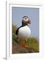 Atlantic Puffin (Fratercula Arctica), Iceland, Polar Regions-James-Framed Photographic Print