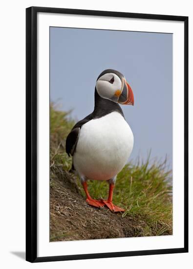 Atlantic Puffin (Fratercula Arctica), Iceland, Polar Regions-James-Framed Photographic Print