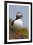 Atlantic Puffin (Fratercula Arctica), Iceland, Polar Regions-James-Framed Photographic Print