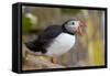 Atlantic Puffin (Fratercula Arctica), Iceland, Polar Regions-James-Framed Stretched Canvas