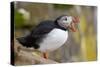 Atlantic Puffin (Fratercula Arctica), Iceland, Polar Regions-James-Stretched Canvas