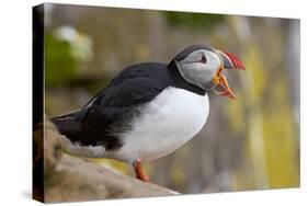 Atlantic Puffin (Fratercula Arctica), Iceland, Polar Regions-James-Stretched Canvas