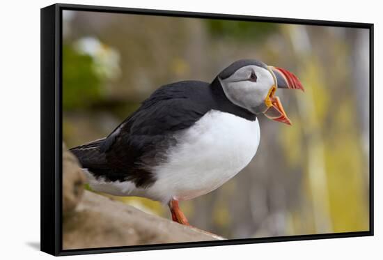 Atlantic Puffin (Fratercula Arctica), Iceland, Polar Regions-James-Framed Stretched Canvas