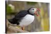 Atlantic Puffin (Fratercula Arctica), Iceland, Polar Regions-James-Stretched Canvas