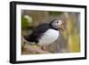 Atlantic Puffin (Fratercula Arctica), Iceland, Polar Regions-James-Framed Photographic Print