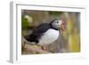 Atlantic Puffin (Fratercula Arctica), Iceland, Polar Regions-James-Framed Photographic Print