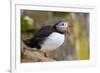 Atlantic Puffin (Fratercula Arctica), Iceland, Polar Regions-James-Framed Photographic Print