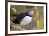 Atlantic Puffin (Fratercula Arctica), Iceland, Polar Regions-James-Framed Photographic Print