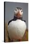 Atlantic Puffin (Fratercula Arctica), Iceland, Polar Regions-James-Stretched Canvas