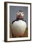 Atlantic Puffin (Fratercula Arctica), Iceland, Polar Regions-James-Framed Photographic Print