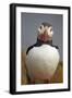 Atlantic Puffin (Fratercula Arctica), Iceland, Polar Regions-James-Framed Photographic Print