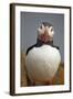 Atlantic Puffin (Fratercula Arctica), Iceland, Polar Regions-James-Framed Photographic Print