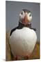 Atlantic Puffin (Fratercula Arctica), Iceland, Polar Regions-James-Mounted Photographic Print