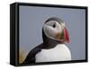 Atlantic Puffin (Fratercula Arctica), Iceland, Polar Regions-James Hager-Framed Stretched Canvas