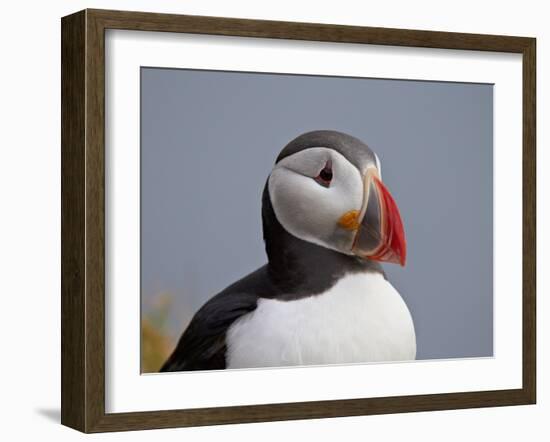 Atlantic Puffin (Fratercula Arctica), Iceland, Polar Regions-James Hager-Framed Photographic Print