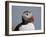 Atlantic Puffin (Fratercula Arctica), Iceland, Polar Regions-James Hager-Framed Photographic Print