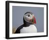 Atlantic Puffin (Fratercula Arctica), Iceland, Polar Regions-James Hager-Framed Photographic Print