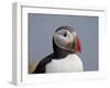 Atlantic Puffin (Fratercula Arctica), Iceland, Polar Regions-James Hager-Framed Photographic Print