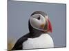 Atlantic Puffin (Fratercula Arctica), Iceland, Polar Regions-James Hager-Mounted Photographic Print