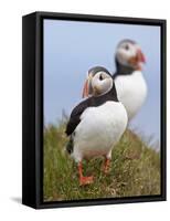 Atlantic Puffin (Fratercula Arctica), Iceland, Polar Regions-James Hager-Framed Stretched Canvas