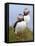 Atlantic Puffin (Fratercula Arctica), Iceland, Polar Regions-James Hager-Framed Stretched Canvas