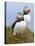 Atlantic Puffin (Fratercula Arctica), Iceland, Polar Regions-James Hager-Stretched Canvas