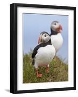 Atlantic Puffin (Fratercula Arctica), Iceland, Polar Regions-James Hager-Framed Photographic Print