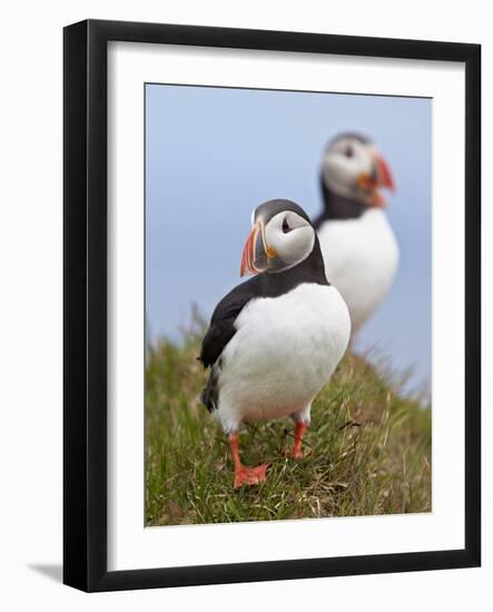 Atlantic Puffin (Fratercula Arctica), Iceland, Polar Regions-James Hager-Framed Photographic Print