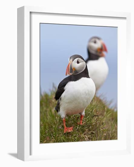 Atlantic Puffin (Fratercula Arctica), Iceland, Polar Regions-James Hager-Framed Photographic Print