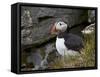 Atlantic Puffin (Fratercula Arctica), Iceland, Polar Regions-James Hager-Framed Stretched Canvas