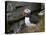 Atlantic Puffin (Fratercula Arctica), Iceland, Polar Regions-James Hager-Stretched Canvas