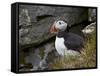Atlantic Puffin (Fratercula Arctica), Iceland, Polar Regions-James Hager-Framed Stretched Canvas
