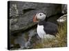 Atlantic Puffin (Fratercula Arctica), Iceland, Polar Regions-James Hager-Stretched Canvas