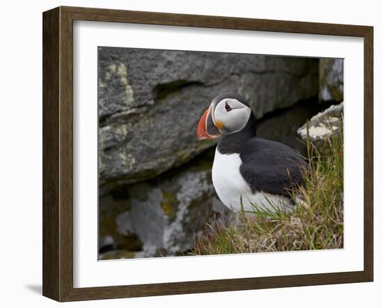 Atlantic Puffin (Fratercula Arctica), Iceland, Polar Regions-James Hager-Framed Photographic Print