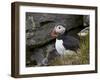 Atlantic Puffin (Fratercula Arctica), Iceland, Polar Regions-James Hager-Framed Photographic Print