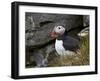 Atlantic Puffin (Fratercula Arctica), Iceland, Polar Regions-James Hager-Framed Photographic Print