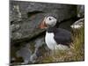 Atlantic Puffin (Fratercula Arctica), Iceland, Polar Regions-James Hager-Mounted Photographic Print