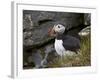 Atlantic Puffin (Fratercula Arctica), Iceland, Polar Regions-James Hager-Framed Photographic Print