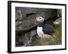 Atlantic Puffin (Fratercula Arctica), Iceland, Polar Regions-James Hager-Framed Photographic Print