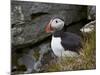 Atlantic Puffin (Fratercula Arctica), Iceland, Polar Regions-James Hager-Mounted Photographic Print