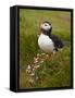 Atlantic Puffin (Fratercula Arctica), Iceland, Polar Regions-James Hager-Framed Stretched Canvas