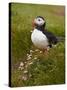 Atlantic Puffin (Fratercula Arctica), Iceland, Polar Regions-James Hager-Stretched Canvas