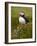 Atlantic Puffin (Fratercula Arctica), Iceland, Polar Regions-James Hager-Framed Photographic Print