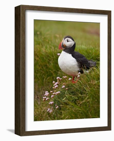 Atlantic Puffin (Fratercula Arctica), Iceland, Polar Regions-James Hager-Framed Photographic Print