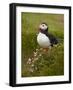 Atlantic Puffin (Fratercula Arctica), Iceland, Polar Regions-James Hager-Framed Photographic Print